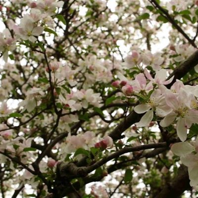 flowerflesh's profile picture. oh u hate me how original