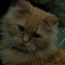 Qandeel Nawadat (@quenawadat) Twitter profile photo Qandeel Nawadat (@quenawadat) Twitter profile photo