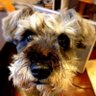 gomao0's profile picture. データ分析向けソフトウェアの開発に携わっております。バックアップソフト、各種仮想ソフトウェアからv2v、soltstack、Chef、Ansibleによるカスタマイズなども得意。

それとはまったく関係ない事を呟きますが、よろしくお願いします！！
いつの日にかRHCA取得出来るように精進中です。