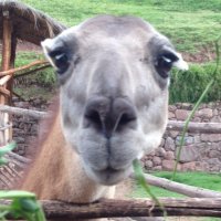 CHS NSHS (@chsnshs) 's Twitter Profile