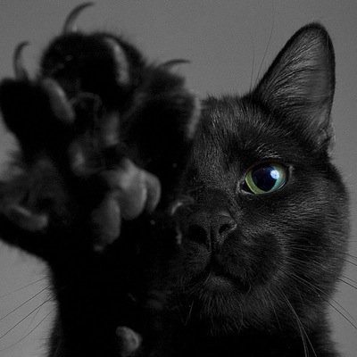 I prefer the shadows. I dont like anyone. Talk to the claws if you want more outta me. •Shecat, single•