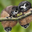 laurie hammer - @hammer_laurie - Twitter