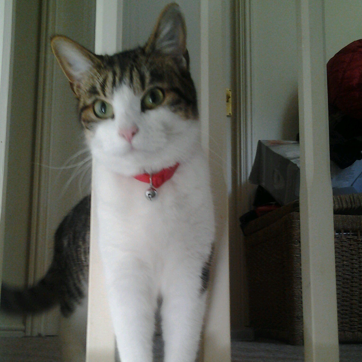 Az1101Killer's profile picture. s'up, why you looking at my profile?! Arsenal4life