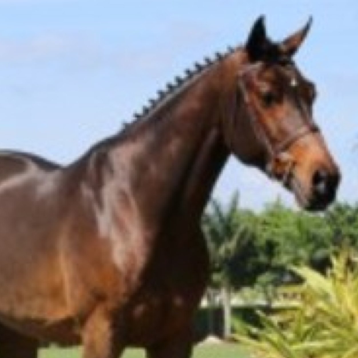 Pretty horses that you can actualy buy!!!!!! DM me if youre trying to sell your horse and want them on here.