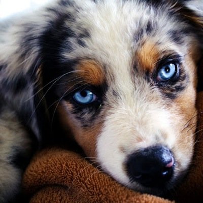 PUPPYZ