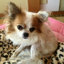 Qoo (@0925Koochan) Twitter
