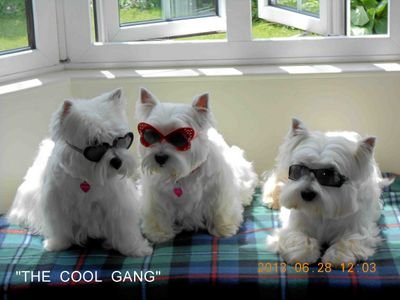 FREE ADVICE SERVICE ON WESTIES OVER 47 YEARS EXPERIENCE I HAVE WORKED FOR NATIONAL RESCUES NOW RUN  OWN LOCAL REHOMING SERVICE AVAILABLE FOR SHOWS EC
