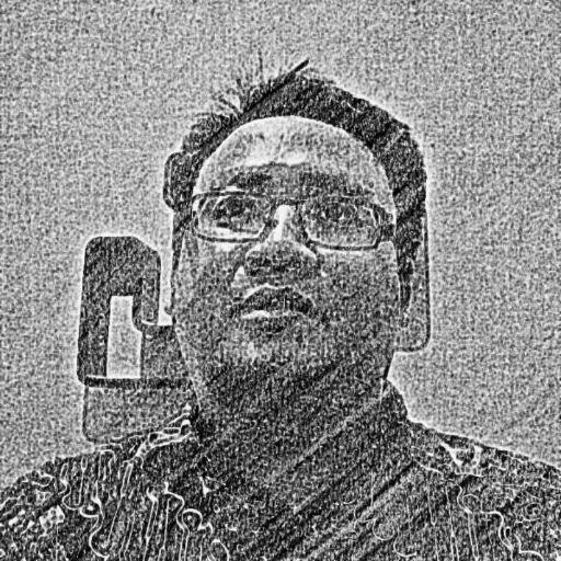 godzalli's profile picture. ɐʎuı̣ʎunq ƃuı̣ɹɐʎu ƃuosoʞ ʇnɹǝd