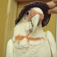こんぱまる上野店 (@compamalueno) Twitter profile photo