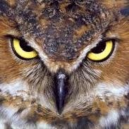eagle eyes-112