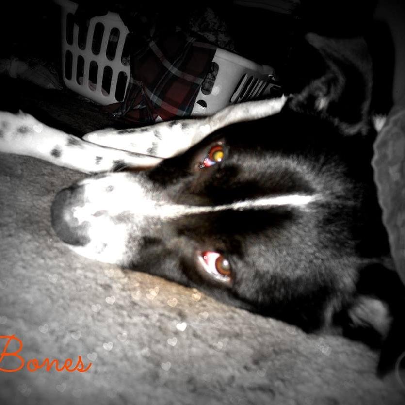 SSPeyrot's profile picture. 