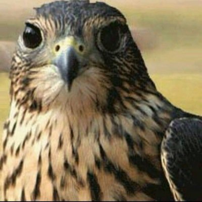 ... قلب يالي مايخلي كل ديره & يلعبه الهاجوس لعبات الذواري & زوع قلبي زوع طير من مطيره & حق جولً في ظلام الليل ساري & ...