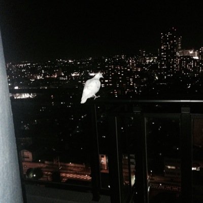 吉田 さかなさかなさかなー 魚を食べると最悪の場合死に至る 歌詞の最後に最悪の場合死に至るをつける 吉田 さかなさかなさかなー 魚を食べると最悪の場合死に至る 歌詞の最後に最悪の場合死に至るをつける