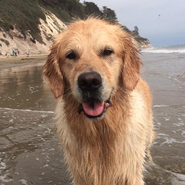 PawfectNorman's profile picture. You've never met a dog like me.