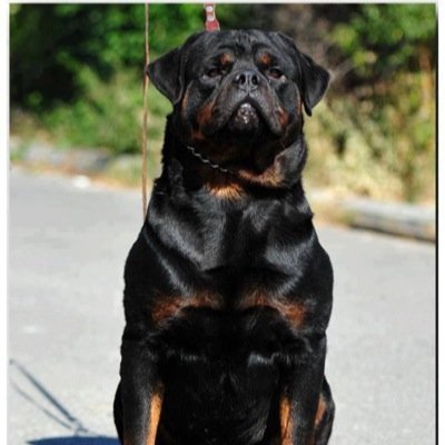 AitonRobert's profile picture. Im me just your ordanary bloke but im there if you ever need me