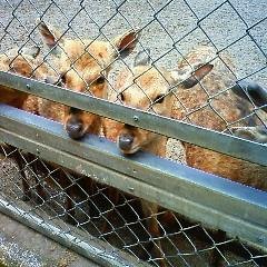 ひっそりこっそり隠居生活。
