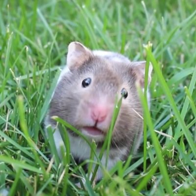 chococolors26fp's profile picture. 