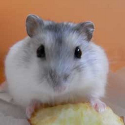 100％タワティンでーす