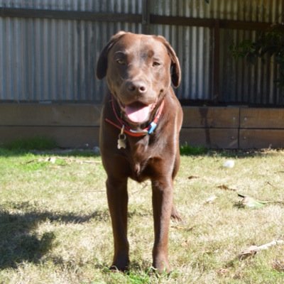 Choc lab. Food lover. Hole digger. Can bark.