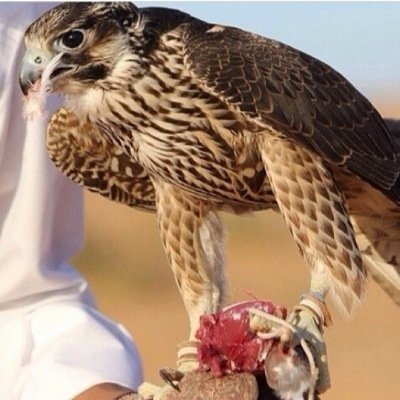 انا وليس انا بتويتر مكلف بالمراقبه من اعلى برج