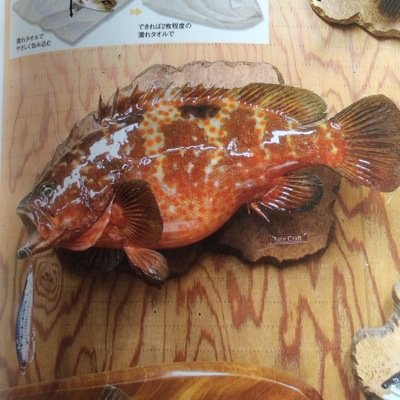 8331Taiki's profile picture. 主に釣果情報か独り言が多いです！海水魚の釣りをツイートします。ロックフィッシュ・エギング・ライトゲーム・ショアジギング・投げ釣りなどなど…宜しくお願い致します^_^淡水のタイキ→@Taikifish