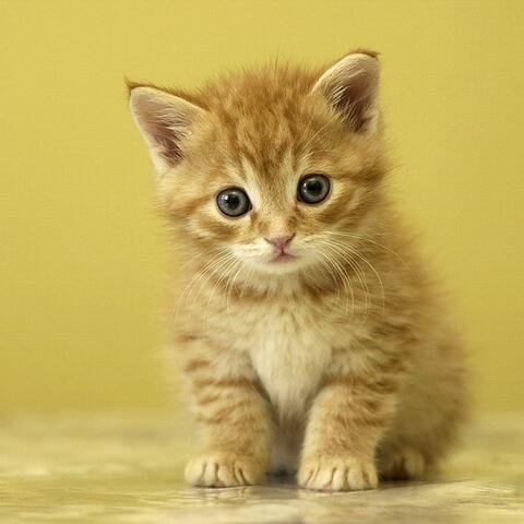 We can do anything we want to do if we stick to it long enough. Helen Keller