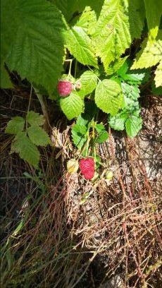 CFrame30's profile picture. 