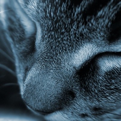 (She-cat, single, gray blue tabby with light green eyes) I'm twisted, you've been warned. Theme Song: Twisted: The Untold Story of a Royal Vizier