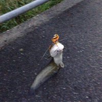 トップでナマズ釣り●○囲碁上達しないおじさん 5級 (@topdecatfish) 's Twitter Profile
