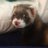 FerretNibblet's profile image