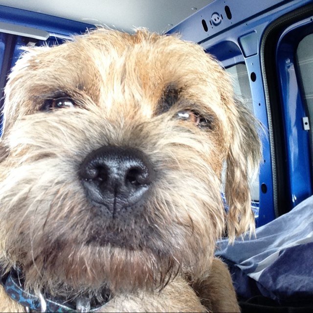 NoodlesDog's profile picture. I am a Border Terrier. I like doing tricks for treats and hanging out with my mates in pubs. If I like something it gets my #doglicks