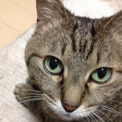 一瞬一瞬を楽しく過ごせば、ずーーーっと楽しいんだよ。
同居の猫に夢中でした。お猫さま22才で旅立ち20241220🐾
西語ちびちびDuolingo🇪🇸