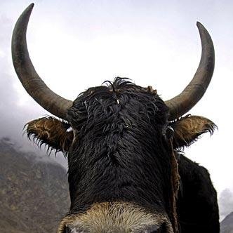 Bringing Armagnac to the people and animals alike, we don't discriminate ... we confabulate.