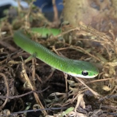 These are the stories of three snakes that will change the world named Zephyr, Big Boss, and Ocelot.