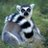 Learning thru Lemurs's Twitter avatar