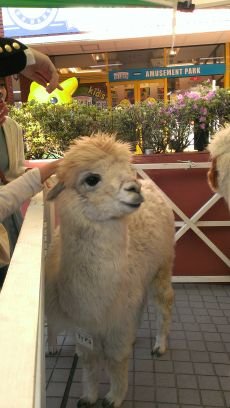 colonelwhity's profile picture. 