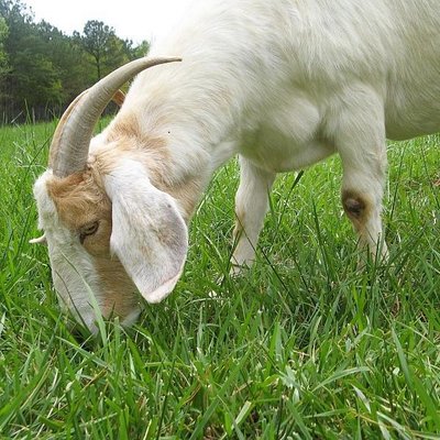 Profile Picture of Clive Barrett Jr. (@GoatsTG) on Twitter