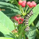 Michelle Westerfield - @VFMSwesterfield - Twitter