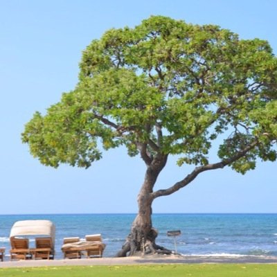 hualalai0328's profile picture. いつかハワイを拠点に生活したい I want to live in Hawaii someday