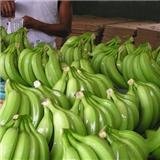 Banaglobal's profile picture. Premium Quality Bananas