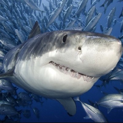 Sharing shark pictures and facts. Follow if you love sharks. Big fins to come. #sharkporn