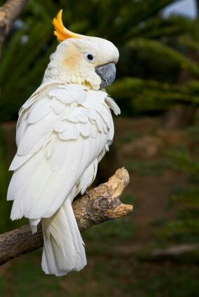 a funny nice /mean /loud screaming polite mocking annoying  parrot that is looking for a family and friends but mostly love