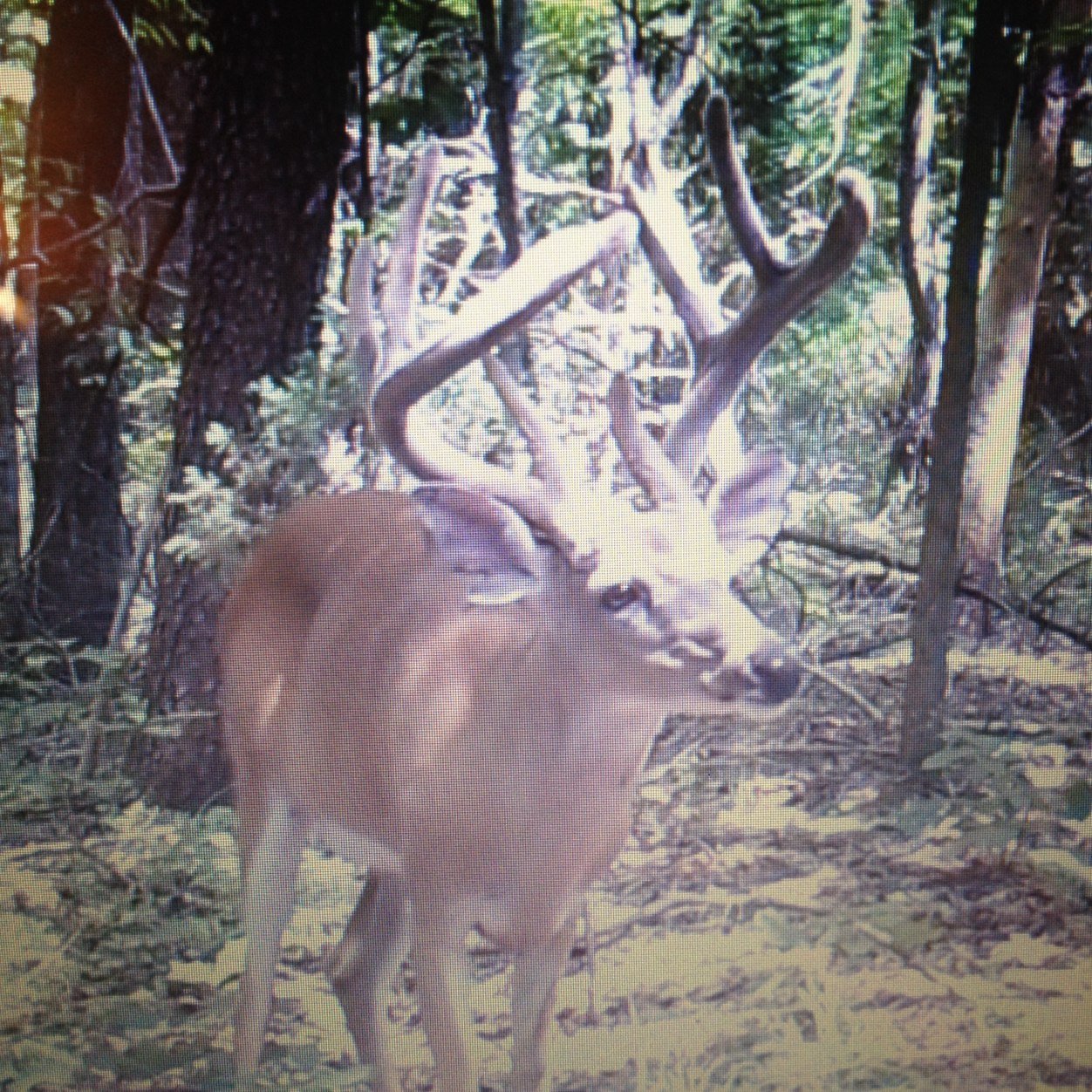 Whitetails are my passion. #teambowhunter #teammathews #teamchillr