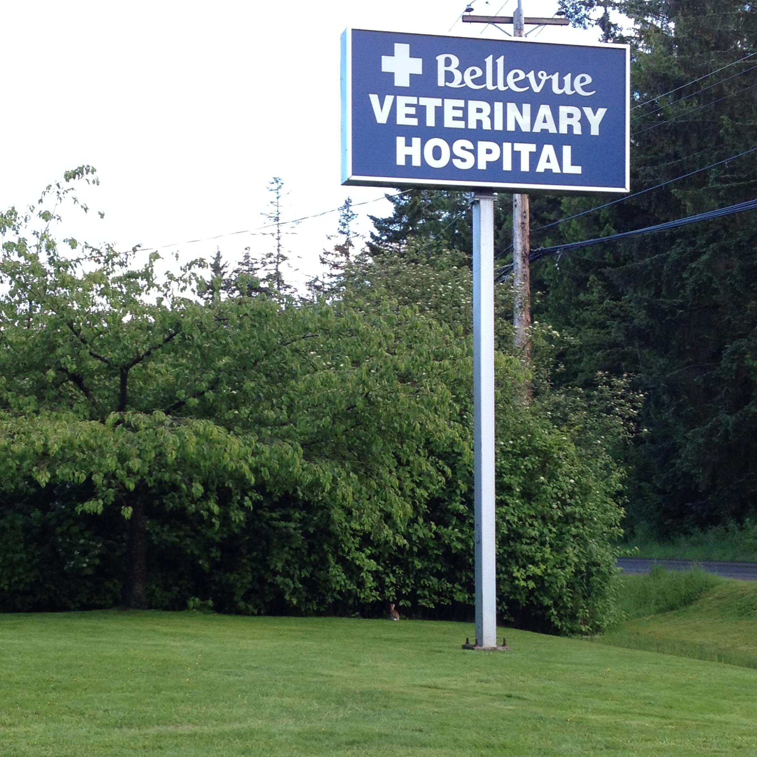 bellevue veterinary clinic