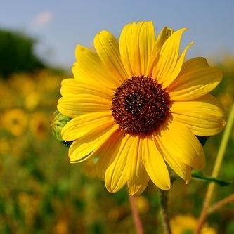 KeyPositivity's profile picture. Positivity makes the light shine on even our greatest hardships.