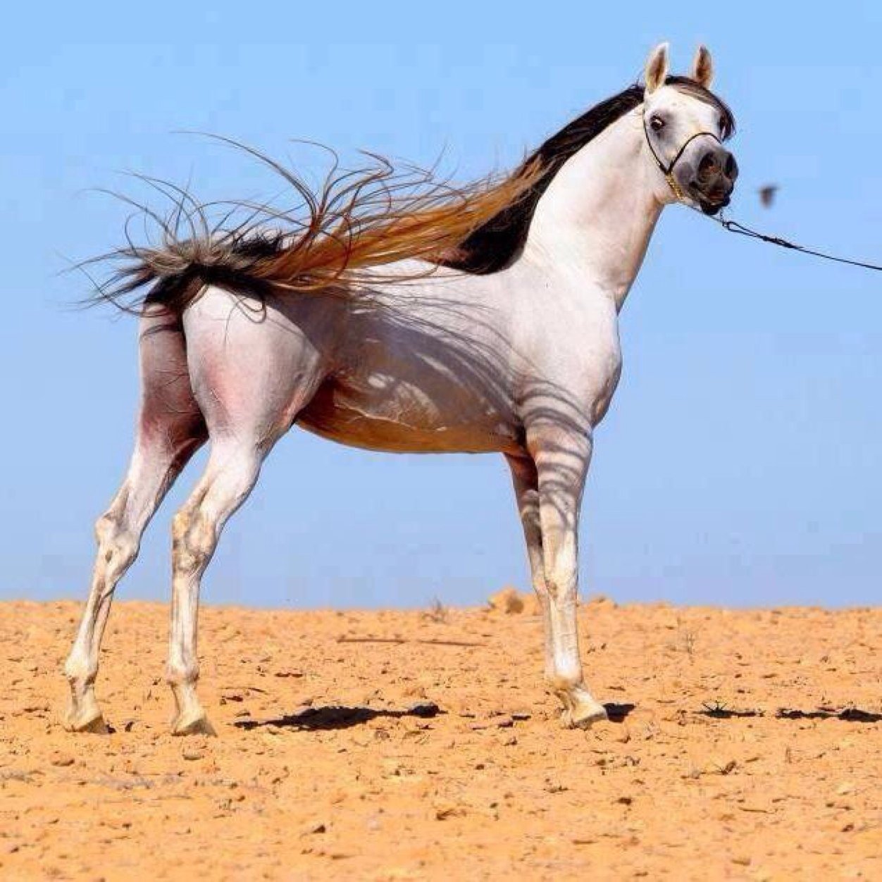 ألا أن الجنة تحت ظلال السيوف