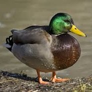 duquack91's profile picture. Quack!