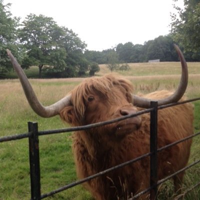 Moo!!!!!!!