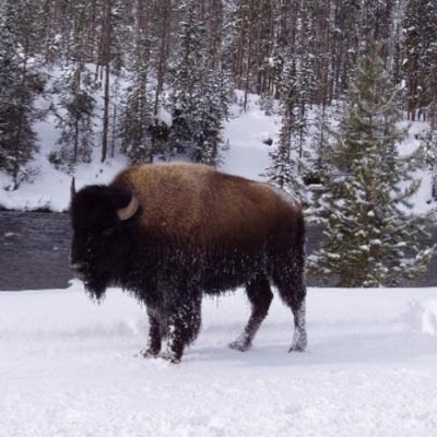 BrinkKcm's profile picture. Central SD Farmer, Legend Seed Dealer