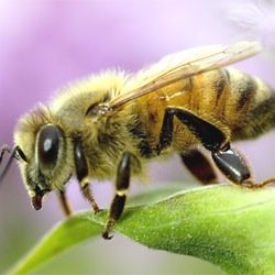 Whispering Bees - Purveyors of Honey